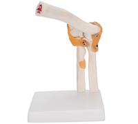 Modello scheletro giunto del gomito della vita Modello Studio accurato Studio Accurata Display Anatomy Education Medical Training Classroom Decor Office