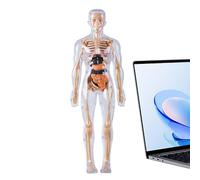 Modello Scheletro Mnscheletro - Corpo Umano | Modello Struttura Anatomica,l Con Per Bambini A partire da 8, Giocattolo Educativo Scientifico Per Biologia e Laboratorio
