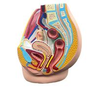 Modello Scheletro Modello Anatomia pelvica Maschile e Femminile Modello del Corpo Umano l'insegnamento Medico Simulazione della Comunicazione con Il paziente Modello organi Modello Scheletro