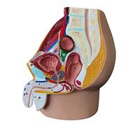 Modello Scheletro Modello Anatomia pelvica Maschile e Femminile Modello del Corpo Umano l'insegnamento Medico Simulazione della Comunicazione con Il paziente Modello organi Modello Scheletro