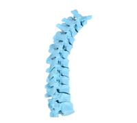 Modello scheletro toracico con parti rimovibili, in PVC | Modello scheletro toracico rimovibile in PVC per lezioni di anatomia e dimostrazione clinica per studenti