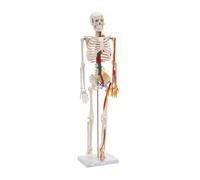 Modello scheletro umano, 85 cm, anatomia, modello scheletro didattico | Scheletro umano dettagliato con vasi sanguigni senza nastri, 20 x 14 x 85 cm, in PVC, per scuola, studio e allenamento