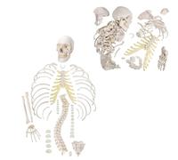 Modello scheletro umano disarticolato per studio anatomico, a grandezza naturale con mano e piede articolati per apprendimento dettagliato