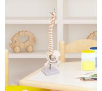 Modello Scientifico Della Colonna Vertebrale, Modello Del Midollo Spinale per