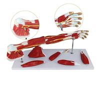 Modello Scientifico di Anatomia Umana - Modello Anatomico di Vasi Sanguigni, Nervi, Muscoli della Parte Superiore - Modello Realizzato in Materiale PVC - È per L'allenamento Ausiliario
