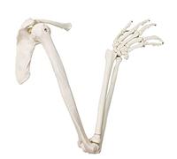 Modello scientifico di scheletro del braccio umano, braccio anatomico a grandezza naturale, scapolsi e ossa articolata della mano,Include manuale dettagliato del prodotto e garanzia di 3 anni