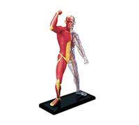 Modello scientifico in miniatura del muscolare Muscoli Modello anatomico Scheletro Strumento didattico medico Assemblaggio giocattoli Scheletro Strumento didattico medico