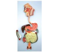 Modello Sistema Digerente Basic