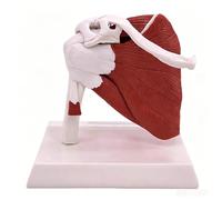 Modello spalla anatomico 1:1 con muscoli e legamenti | Modello funzionale spalla muscoli-tendini, dimostra abduzione, flessione, rotazione per ortopedia