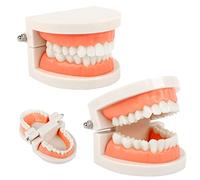 Modello standard dentale, modello didattico dentale 2 pezzi per spazzolatura dei denti dei bambini Insegnamento dentale Clinica dentistica, modello di dente dimostrativo utilizza materiali durevoli