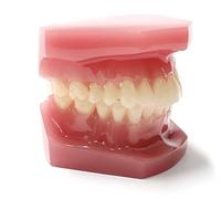 Modello standard di denti da modello dentale, modello didattico standard per adulti per esercitazioni di spazzolamento e utilizzo del filo interdentale, dimostrazione e studio in scala 1:1.