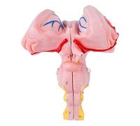 Modello steli cerebrali per studenti e per scopi didattici educazione all ' anatomia Modello anatomico steli cerebrali