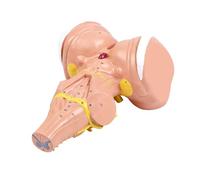 Modello stelo del cervello umano per studenti e professionisti del settore medico con struttura in PVC Ingrandimento 3x per un apprendimento chiaro Strumento educativo a lungo termine