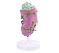 Modello struttura linfatica codificato a colori per la | Modello anatomico professionale della struttura linfatica per la dimostrazione in formazione clinica