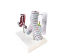 Modello Strutturale per Respiratorio PVC, Confronto Trachea A | Visibile, Modello con Base di , per Aula Scolastica, Studio Medico