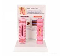 Modello Strutturale per Respiratorio PVC, Confronto Trachea B | Visibile, Modello con Base di , per Aula Scolastica, Studio Medico