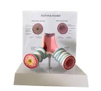 Modello Strutturale Per, Trachea | Visibile, Modello vie Respiratorie, per Studio Medico