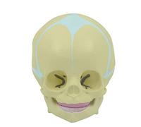 Modello teschio per bambino per testa Modello anatomia del cranio con mascella inferiore mobile 1: 1 a grandezza naturale 30 settimane per bambino per studio medico Osso della testa per ospedale