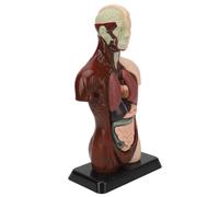 Modello toracico umano rimovibile e durevole per un apprendimento avanzato dell'anatomia