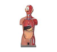 Modello torso muscolare schiena aperta, fornito con guida su Cd Rom