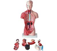 Modello Torso Umano 11 Pollici, Modello anatomico viscerale Umano, Modello Scheletro separabile in 15 Parti