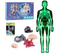 Modello trasparente della struttura del corpo umano, kit di modelli anatomici 3D da 29 pezzi, figura di organi del torso umano assemblata fai da te, supporti didattici visivi per l'anatomia(Luminous)