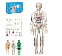 Modello trasparente della struttura del corpo umano, modello di assemblaggio di ossa di organi rimovibili, kit di modelli di scheletro del corpo umano organizzati for l'anatomia(Full transparency)