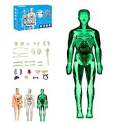 Modello trasparente della struttura del corpo umano, modello di assemblaggio di ossa di organi rimovibili, kit di modelli di scheletro del corpo umano organizzati for l'anatomia(Luminous)