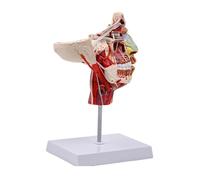 Modello umano a mezza testa per anatomia Forniture scolastiche Chops-Trattamenti per il viso Vasi sanguigni del nervo vascolare Modello Aiuto didattico Chop-trattamenti per il viso Vasi sanguigni Vasi