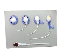 Modello Umano Anatomico Scientifico - Modello del Processo di Formazione dello Sperma Maschile, Materiale in PVC Risorse per L'apprendimento Anatomico Umano Modello Anatomico per Strumento Did