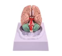 Modello umano del cervello a grandezza naturale, anatomia di area funzionale per l'aula di scienza e l'esposizione di studio