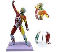 Modello umano del muscolo di sport di 50Cm/11 pollici, anatomia poco profonda dei muscoli di tutto il corpo, utilizzato per la ricerca medica e la scultura della pittura