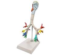 Modello Umano della Laringe E Dell'albero Tracheobronchiale, Modello Anatomico, Indicazione Digitale di 50 Parti
