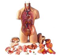 Modello umano di anatomia del busto, struttura dell'organo assemblato 4D per l'insegnamento educativo della scuola