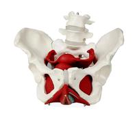 Modello Umano Modello Anatomico del Pelvino Femminile con Organi Estraibili, Muscoli del Suolo Pelvico E Organo, Patologia Ovarica, Modello Dell'utero Modello Vivo