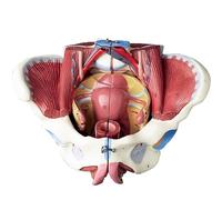 Modello Umano per Anatomia, Modello di Pelvi Femminile con Muscoli del Pavimento Pelvico Modello di Perineo Modello di Anatomia Femminile Scheletro Umano a Grandezza Naturale 1:1