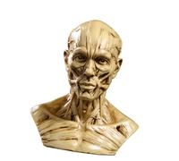 Modello Umano Skull Head Drawing Antique Yellow