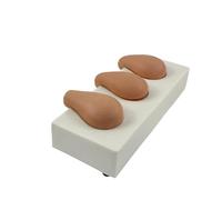 Modello uterino multifunzione Struttura in PVC Modelli clinici educativi per la pratica ostetricia e ginecologia e dispositivo formazione clinica educativa