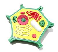 Modello vegetale Giocattolo Biologia Aiuto all'apprendimento Biologia Insegnamento Pianta Anatomia Modello per Laboratorio Esperimento Insegnamento Cellula di visualizzazione