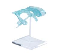 Modello ventricolo umano anatomicamente corretto con base acrilica per modello strumento dimostrativo del cervello scientifico medico