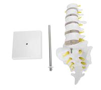 Modello vertebrale lombare Strumento educativo Anatomia Anatomia Assistenza didattica per l'aula e la formazione medica