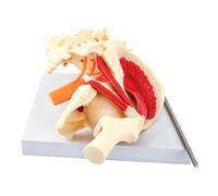 Modello vertebre lombari umane e scheletro pelvico in 1: 1 per studenti infermieri Formazione clinica e studio anatomico Modello anatomico del bacino lombare
