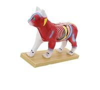 Modello visualizzazione dei punti agopuntura con anatomia interna colorata e base stabile per lezioni studio anatomia in Modello veterinario Studio punti agopuntura animale