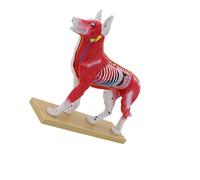 Modello visualizzazione dei punti agopuntura con anatomia interna colorata e base stabile per lezioni studio anatomia in Modello veterinario Studio punti agopuntura animale