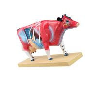 Modello visualizzazione dei punti agopuntura con anatomia interna colorata e base stabile per lezioni studio anatomia in Modello veterinario Studio punti agopuntura animale