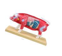 Modello visualizzazione dei punti agopuntura con anatomia interna colorata e base stabile per lezioni studio anatomia in Modello veterinario Studio punti agopuntura animale