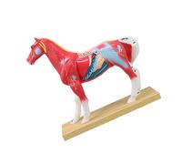 Modello visualizzazione dei punti agopuntura con anatomia interna colorata e base stabile per lezioni studio anatomia in Modello veterinario Studio punti agopuntura animale