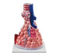 Modello Zoom alveolare di grandi dimensioni Polmone respiratorio Modello anatomico del polmone umano Bronco Alveoli Modelli for l'educazione anatomica e fisiologica Risorse di apprendimento