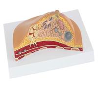 ModelloModello anatomico della struttura del senoGrande naturaleUtilizzato for la ricerca medicaVisualizzazione didattica dell'anatomia