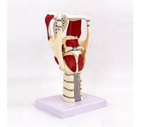 Modelo anatómico de laringe 3X con articulaciones móviles para enseñanza | Modelo laríngeo con bisagras resorte-cuerda, cartílagos, músculos y cuerdas vocales, material didáctico para enseñanza